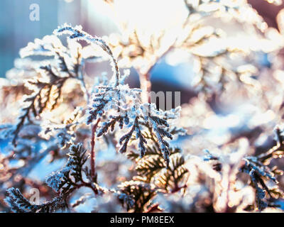 Belles branches d'un sapin de Noël dans un jardin couvert de cristaux de neige transparent brillant Banque D'Images