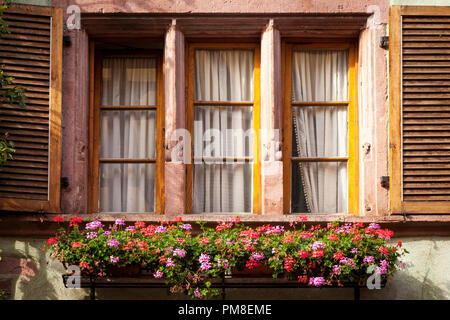 La lumière du soleil tôt le matin sur les volets et boîte à fleurs à Riquewihr, le long de la Route des Vins, Alsace Haut-Rhin France Banque D'Images