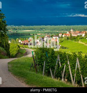 Définition du soleil sur le vignoble du Grand Cru et le village de Zellenberg en Alsace, Haut-Rhin France Banque D'Images