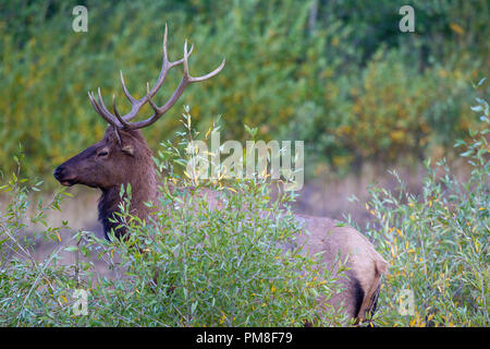 Un taureau de wapitis dans le Parc National des Montagnes Rocheuses en septembre. Banque D'Images