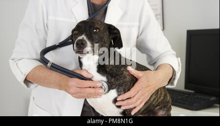 Gros plan du mignon chien en cours d'examen par le vétérinaire femelle Banque D'Images