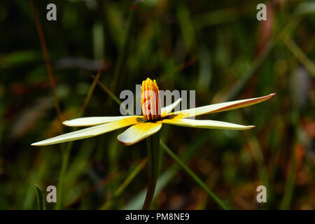 Fleur de paon (Pauridia capensis) Banque D'Images