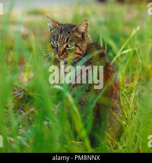 Chat tigré est assis dans l'herbe Banque D'Images