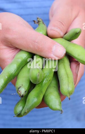 Vicia faba. Gousses de fèves fraîchement cueillis ouvertes par des hommes pour révéler jardinier haricots succulentes en été Banque D'Images