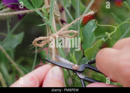Lathyrus odoratus. Chauffeur particulier en liens pois de plantes à Cannes avec de la ficelle de jardin pour promouvoir une croissance forte, droite, Juillet, UK Banque D'Images