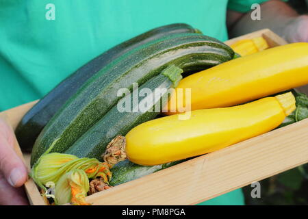 Cucurbita. L'homme est titulaire d 'courgette fraîchement cueillis tout vert et jaune' Bush 'Soleil' variétés dans un plateau en bois en été, Jardin UK Banque D'Images