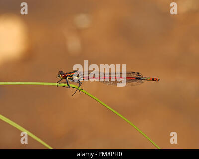 Les grandes demoiselles Pyrrhosoma nymphula (rouge) dans l'Ariège Pyrénées, France perché sur la tige de roseau avec oeuf-comme les mites parasites au-dessous du thorax Banque D'Images