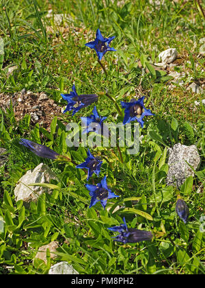 Colonie de trompette pyrénéenne Les Gentianes (Gentiana Clusii) - L'alimentation de l'escargot se cacher/ dans la trompette d'une fleur bleu vif Ariège Pyrénées, France Banque D'Images