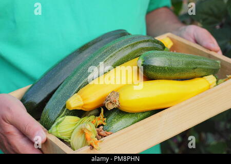 Cucurbita. L'homme est titulaire d 'courgette fraîchement cueillis tout vert et jaune' Bush 'Soleil' variétés dans un plateau en bois en été, Jardin UK Banque D'Images