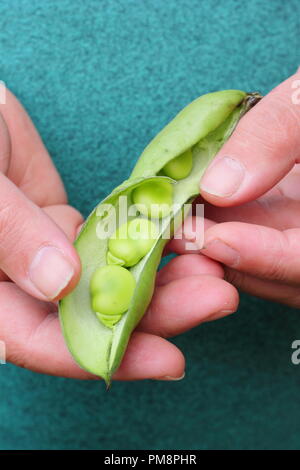 Vicia faba. Gousses de fèves fraîchement cueillis ouvertes par des hommes pour révéler jardinier haricots succulentes en été Banque D'Images