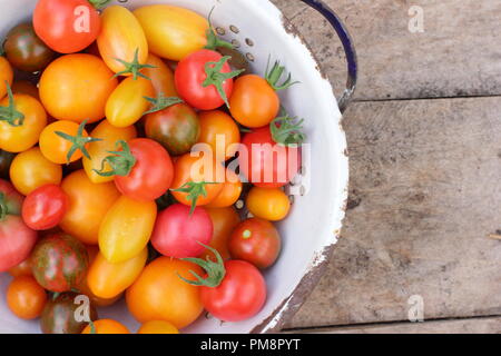 Tomates dans la passoire vue de dessus.Tomates maison fraîchement cueillies - Chadwick's Cherry et Black Zebra dans la passoire d'émail, Royaume-Uni Banque D'Images