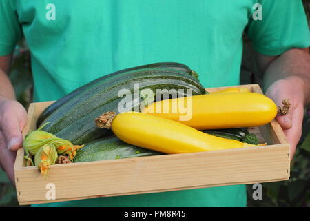 Cucurbita. L'homme est titulaire d 'courgette fraîchement cueillis tout vert et jaune' Bush 'Soleil' variétés dans un plateau en bois en été, Jardin UK Banque D'Images