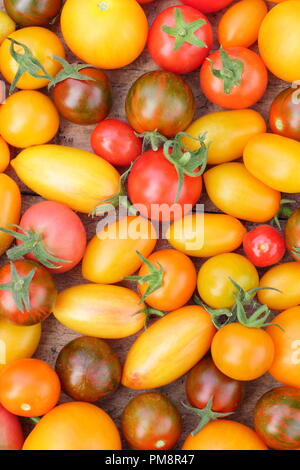 Solanum lycopersicum. Maison fraîchement récolté heirloom tomatoes y compris Black Zebra, Chadwick's Cherry et le Tibet Apple Banque D'Images