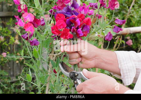 Lathyrus odoratus. Pois de coupe des fleurs dans un jardin en été, UK Banque D'Images