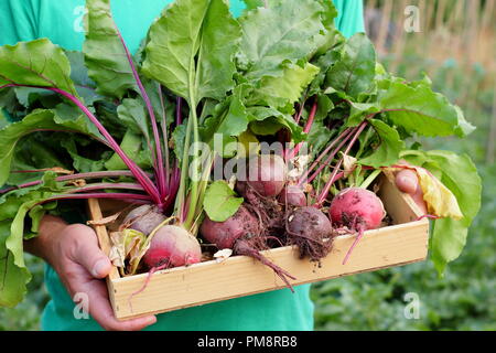 Bêta vulgaris. Mâle détenant des variétés de betteraves Boltardy et Chioggia fraîchement récoltées dans un plateau en bois, juillet, Royaume-Uni Banque D'Images