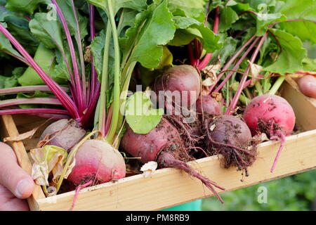 Bêta vulgaris. Mâle détenant des variétés de betteraves Boltardy et Chioggia fraîchement récoltées dans un plateau en bois, juillet, Royaume-Uni Banque D'Images