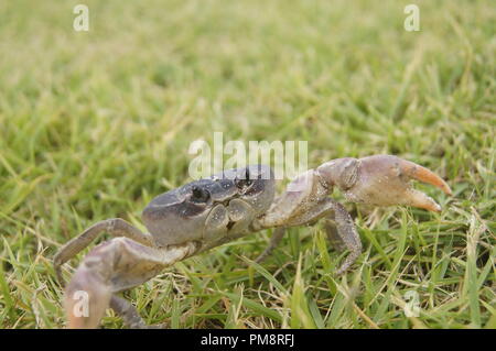 Cardisma guanhumi petit crabe terre bleu des Caraïbes qui s'échappe de l'appareil photo sur un patch d'herbe Banque D'Images