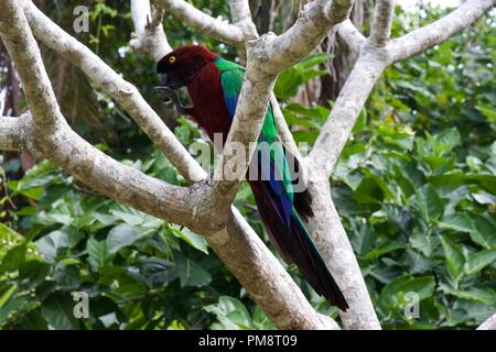 Le brillant marron parrot (Prosopeia tabuensis) ou rouge brillant-perroquet est endémique à Fidji et Tonga Banque D'Images