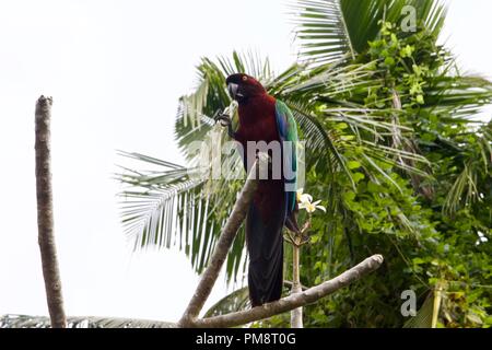 Le brillant marron parrot (Prosopeia tabuensis) ou rouge brillant-perroquet est endémique à Fidji et Tonga Banque D'Images