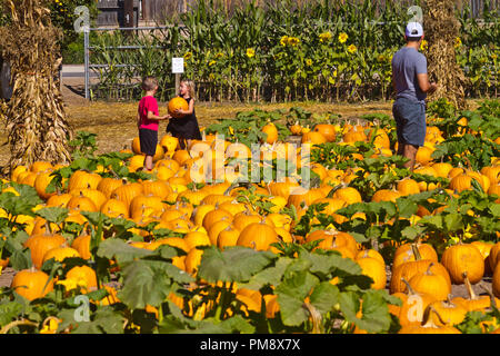 Les enfants choisir une citrouille dans un potager avant l'Halloween Banque D'Images