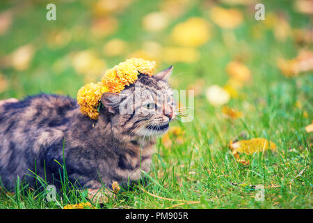 Portrait du chat couché dans l'herbe dans le jardin d'automne. Cat couronné de la guirlande de fleurs Banque D'Images