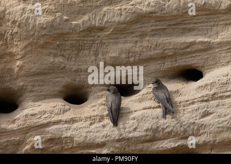 Sand martins (Riparia riparia) lors d'une colonie de nidification naturel en grès en ruine, dans les Highlands écossais. Banque D'Images