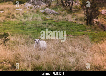 Lone moutons regardant à travers le champ dans le pré Banque D'Images