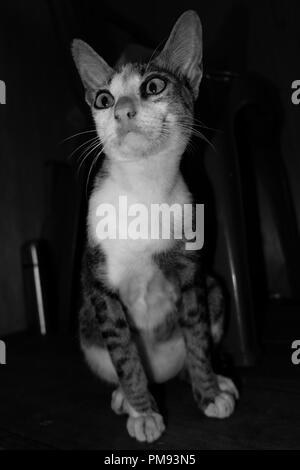 Portrait de chat en noir et blanc Banque D'Images