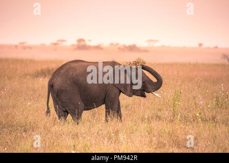 Jeune africain bébé éléphant dans la savane du Serengeti au coucher du soleil. Sur les plaines d'acacias dans le Parc National du Serengeti, Tanzanie. Safari de la faune Banque D'Images