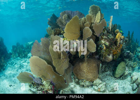 Un beau récif de corail se développe le long du bord de l'atoll de Turneffe dans la mer des Caraïbes. Ce récif fait partie de l'immense récif mésoaméricain Système. Banque D'Images