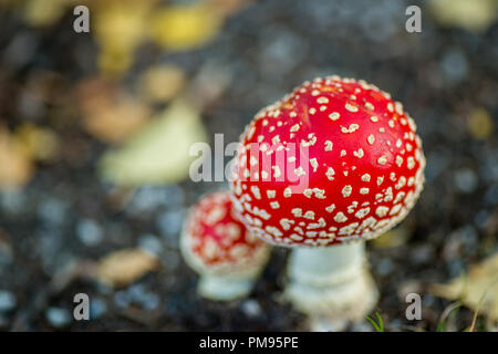 Libre de voler agarics Banque D'Images