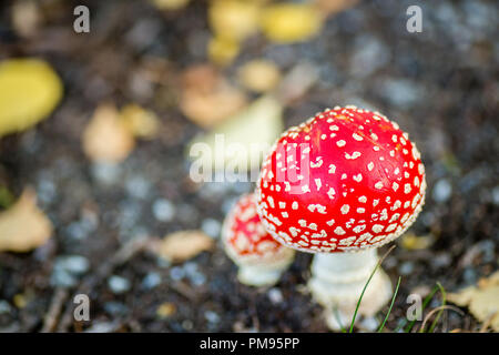 Libre de voler agarics Banque D'Images