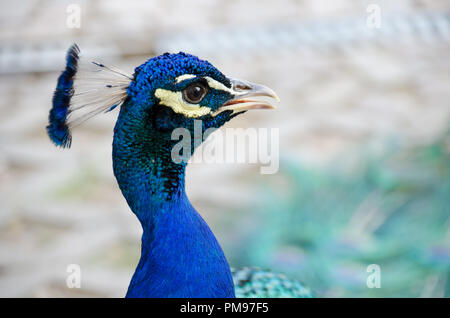 Un paon mâle en plumage nuptial faire son appel d'accouplement. Banque D'Images