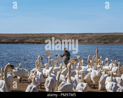 Abbotsbury swannery Swan, alimentation, Dorset, UK Banque D'Images