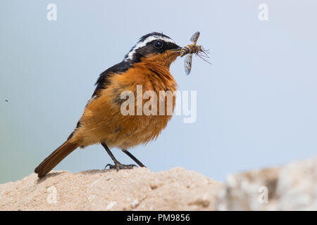 Moussier Phoenicurus moussieri Rougequeue (du), avec un mâle adulte d'insectes capturés Banque D'Images