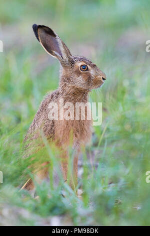 Lièvre d'Europe (Lepus europaeus), des profils comité permanent dans les herbes Banque D'Images