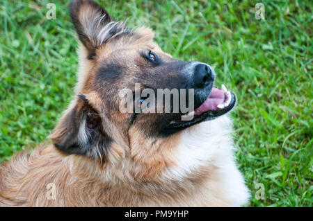 Brown et White Dog lying on grass, looking up Banque D'Images