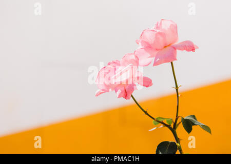 Deux roses rose isolé sur un fond blanc (mur) avec une ligne diagonale jaune. Candide, pris dans la rue au Portugal Banque D'Images