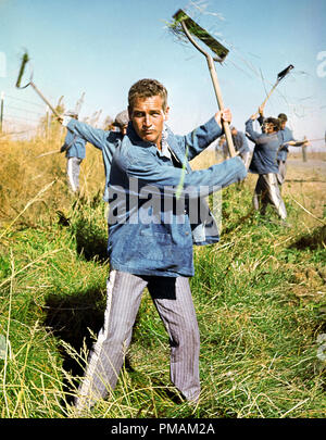 Paul Newman, "Cool Hand Luke" (1967) Warner Bros. de référence de dossier 33300 864 THA Banque D'Images