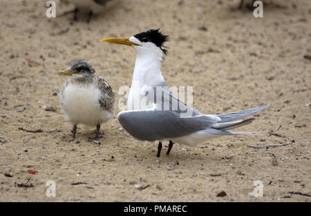 La grande sterne huppée (Thalasseus bergii), également appelé crested tern sterne swift ou Banque D'Images