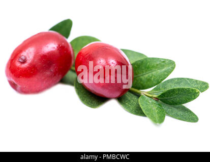 L'épine-vinette (Berberis thunbergii) et américains (Buis Buxus Sempervirens) isolé sur fond blanc Banque D'Images