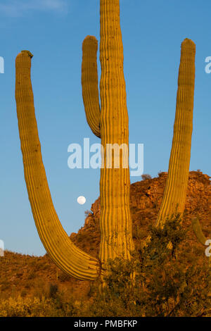 Pleine lune, près de Tucson Tortolita dans les montagnes, Marana, Arizona. Banque D'Images