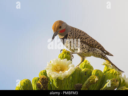 Le pic flamboyant, Arizona. Banque D'Images