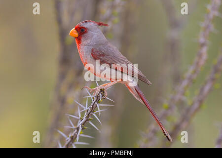 Pyrrhuloxia Tortolita dans les montagnes, près de Tucson Marana, Arizona). Banque D'Images