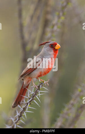 Pyrrhuloxia Tortolita dans les montagnes, près de Tucson Marana, Arizona). Banque D'Images