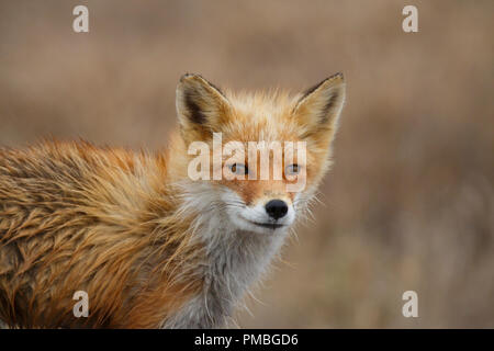 Le renard arctique, l'Alaska. Banque D'Images