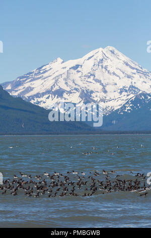 Radeau de Guillemots marmettes avec Mt redoute volcan, Lake Clark National Park, Alaska. Banque D'Images