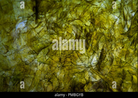 Feuille d'algue Nori séchée, ingrédient de cuisine japonaise pour envelopper les rouleaux de sushi ou Onigiri. Macro Texture Image. Banque D'Images