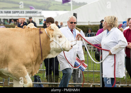 Une vache Simmental française au comté de Westmorland Show, près de Kendal, Cumbria, Royaume-Uni. Banque D'Images
