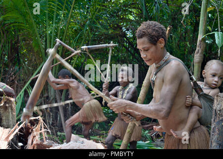 Les gens de la tribu Korowai Forêt Nomade le traitement arbre sagoutier (Metroxylon sagu). Banque D'Images